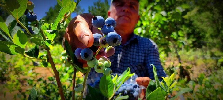 Kilosu 100 lira olunca... Yaban mersinine bomba sesli koruma! G3
