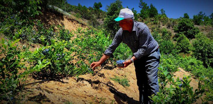 Kilosu 100 lira olunca... Yaban mersinine bomba sesli koruma! G4