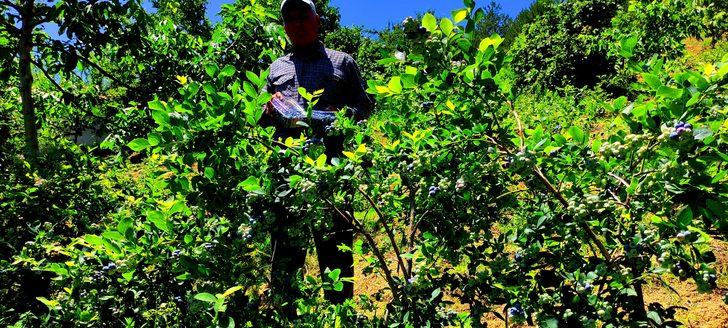 Kilosu 100 lira olunca... Yaban mersinine bomba sesli koruma! G5