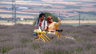 Tekirdağ'ın lavanta tarlaları bayramda misafirlerini ağırlıyor