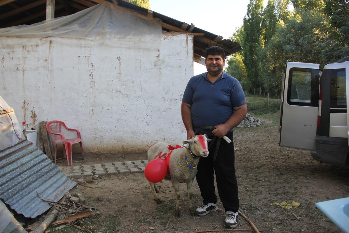 Sivas'ta nişanlı kızın evine kurbanlık ko&ccedil; g&ouml;t&uuml;rme geleneği yaşatılıyor
