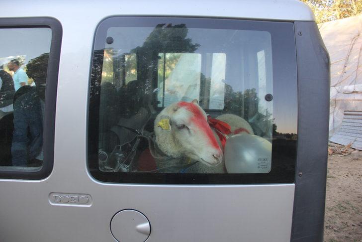 Sivas'ta nişanlı kızın evine kurbanlık koç götürme geleneği yaşatılıyor G2