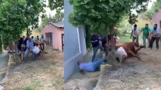 En inatçı boğa! 7 kişi zaptedemedi, bir kişiyi devirdi