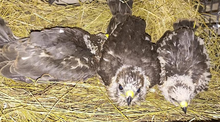 Iğdır'da arazide bulunan kartal yavruları koruma altına alındı