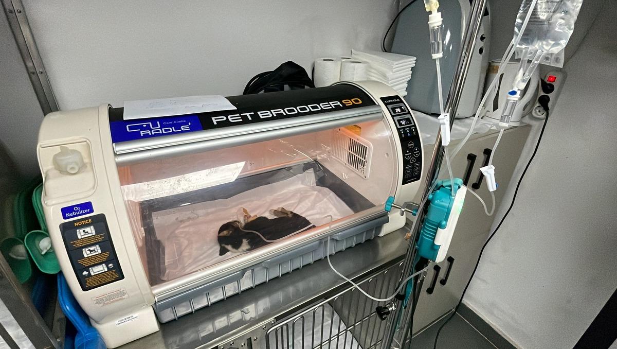 Zonguldak'ta su kanalına d&uuml;şen k&ouml;pek yavruları tedaviye alındı