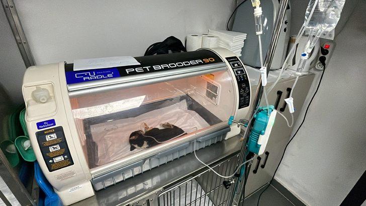 Zonguldak'ta su kanalına düşen köpek yavruları tedaviye alındı G1