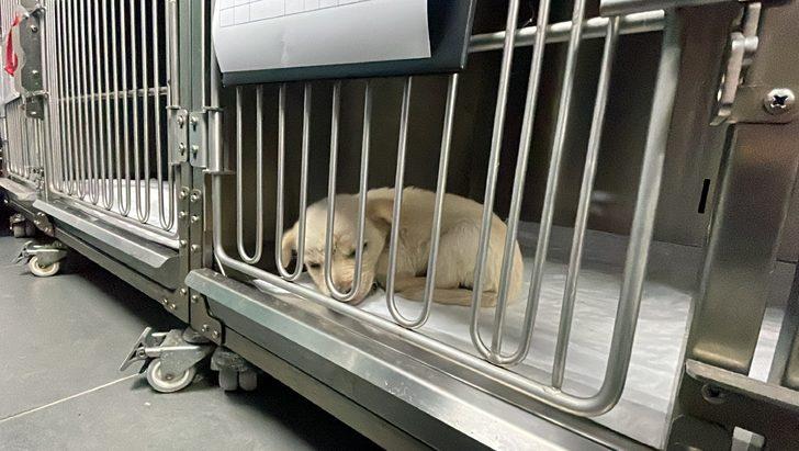 Zonguldak'ta su kanalına düşen köpek yavruları tedaviye alındı G2
