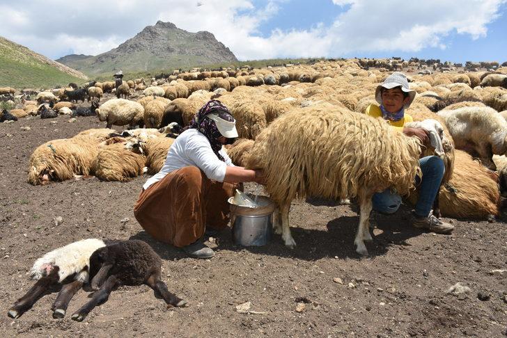 Hakkari'de hayvancılıkla uğraşan aileler 2 bin 800 rakımlı yaylada bayramlaştı G5