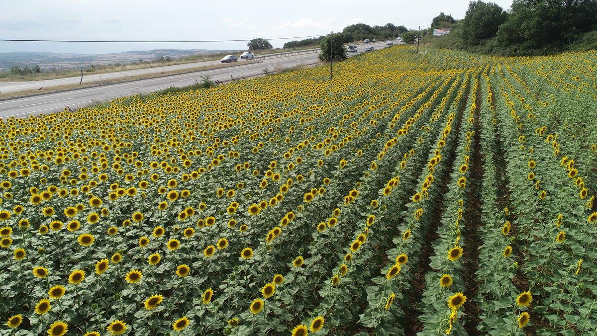 Tekirdağ'da ay&ccedil;i&ccedil;eği tarlaları s&uuml;r&uuml;c&uuml;lere "renkli rota" sunuyor