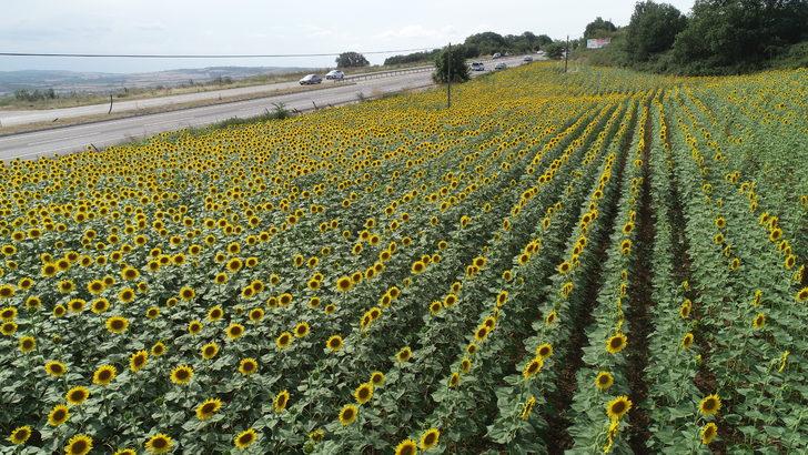 Tekirdağ'da ayçiçeği tarlaları sürücülere "renkli rota" sunuyor G1