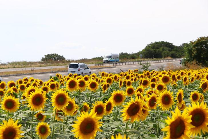 Tekirdağ'da ayçiçeği tarlaları sürücülere "renkli rota" sunuyor G2