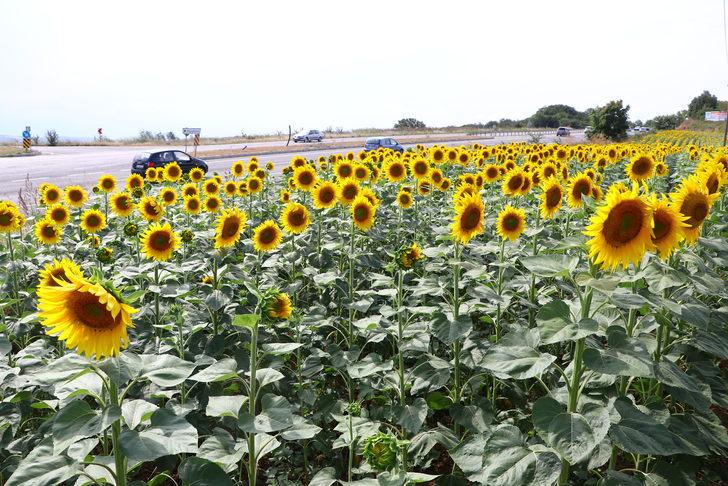 Tekirdağ'da ayçiçeği tarlaları sürücülere "renkli rota" sunuyor G3