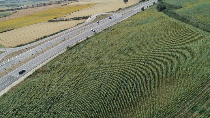 Tekirdağ'da ayçiçeği tarlaları sürücülere "renkli rota" sunuyor G4