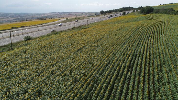 Tekirdağ'da ayçiçeği tarlaları sürücülere "renkli rota" sunuyor G5