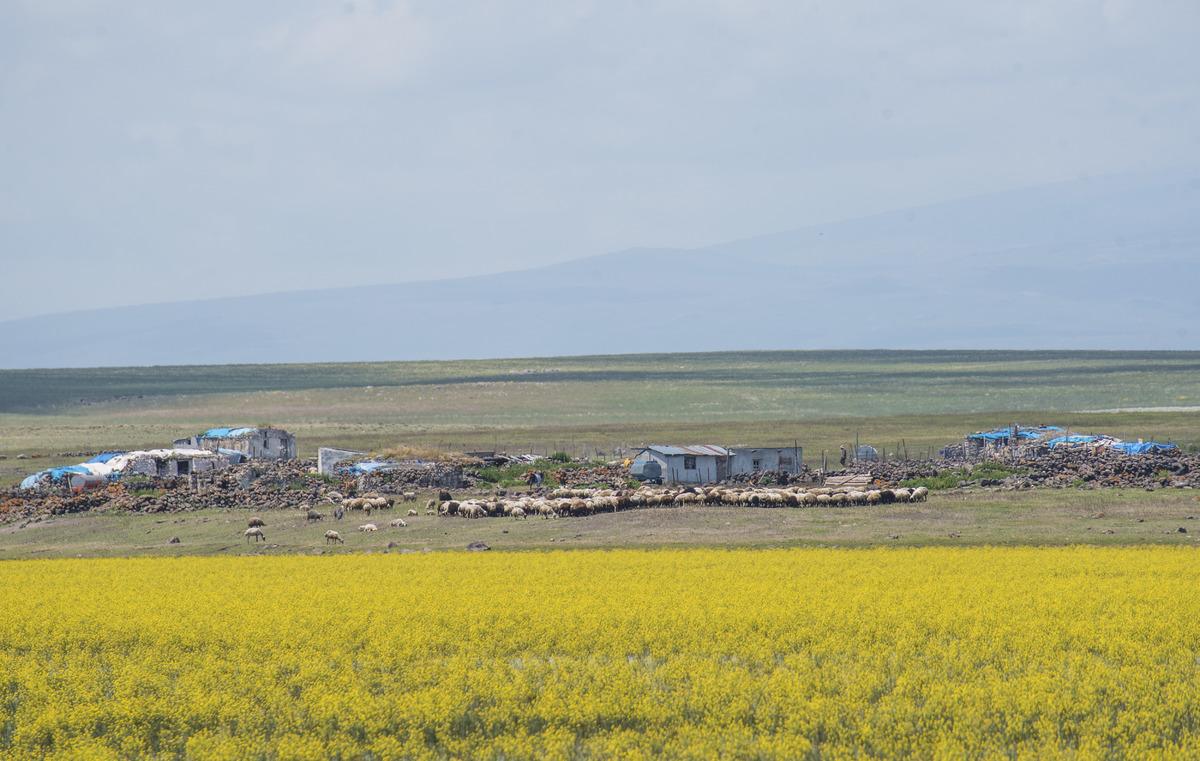 Kars'ta yıllar sonra suyla dolan Mışko G&ouml;l&uuml; sarı &ccedil;i&ccedil;eklere b&uuml;r&uuml;nd&uuml;