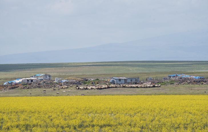 Kars'ta yıllar sonra suyla dolan Mışko Gölü sarı çiçeklere büründü G1