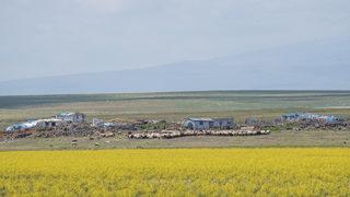 Kars'ta yıllar sonra suyla dolan Mışko Gölü sarı çiçeklere büründü