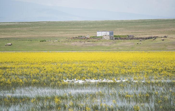 Kars'ta yıllar sonra suyla dolan Mışko Gölü sarı çiçeklere büründü G2