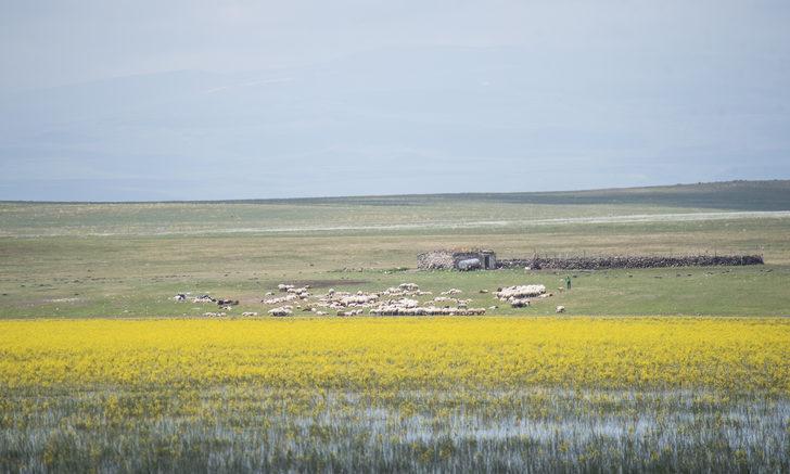 Kars'ta yıllar sonra suyla dolan Mışko Gölü sarı çiçeklere büründü G3