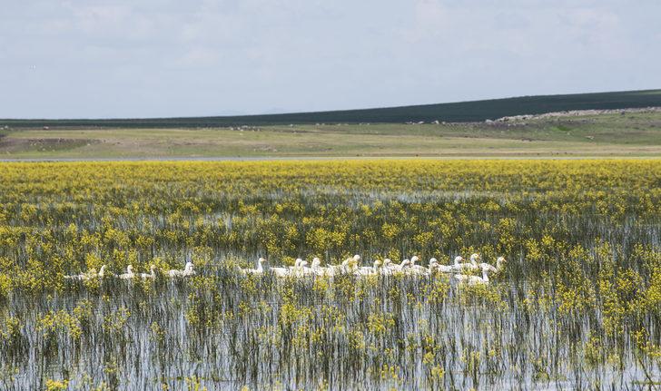 Kars'ta yıllar sonra suyla dolan Mışko Gölü sarı çiçeklere büründü G4