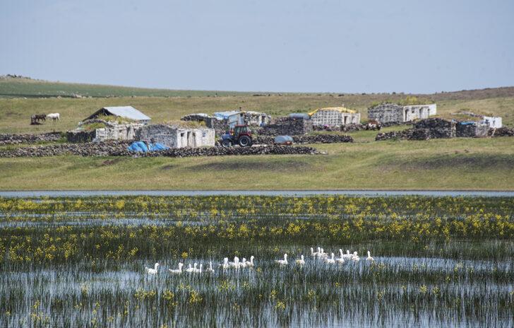 Kars'ta yıllar sonra suyla dolan Mışko Gölü sarı çiçeklere büründü G5