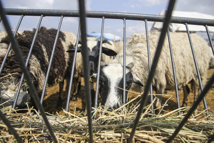 Başkentte bayramın ikinci günü kurban pazarlarındaki yoğunluk devam etti G4