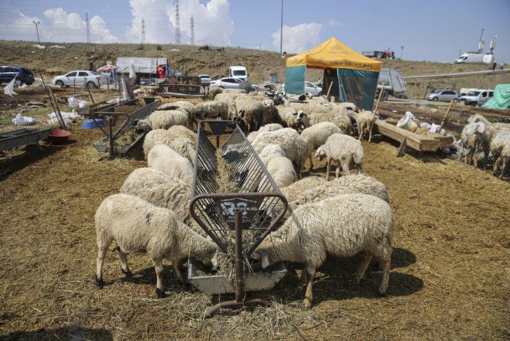 Başkentte bayramın ikinci günü kurban pazarlarındaki yoğunluk devam etti G5