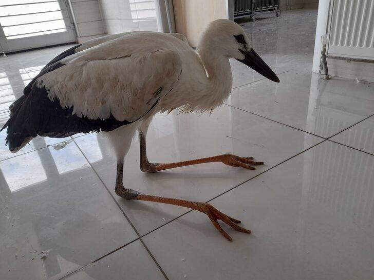 Afyonkarahisar'da cami avlusunda bulunan leylek yavrusu koruma altına alındı G1