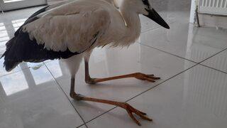 Afyonkarahisar'da cami avlusunda bulunan leylek yavrusu koruma altına alındı