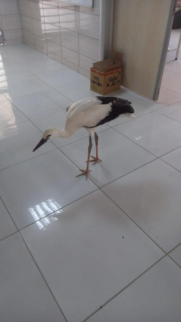 Afyonkarahisar'da cami avlusunda bulunan leylek yavrusu koruma altına alındı G3