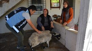Gaziantep'te kurbanlığı kaçan yaşlı kadına küçükbaş hayvan alındı