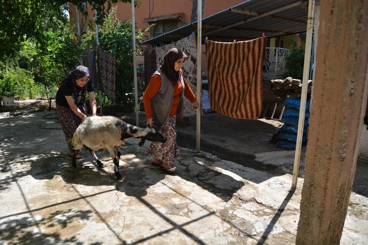 Gaziantep'te kurbanlığı kaçan yaşlı kadına küçükbaş hayvan alındı G2
