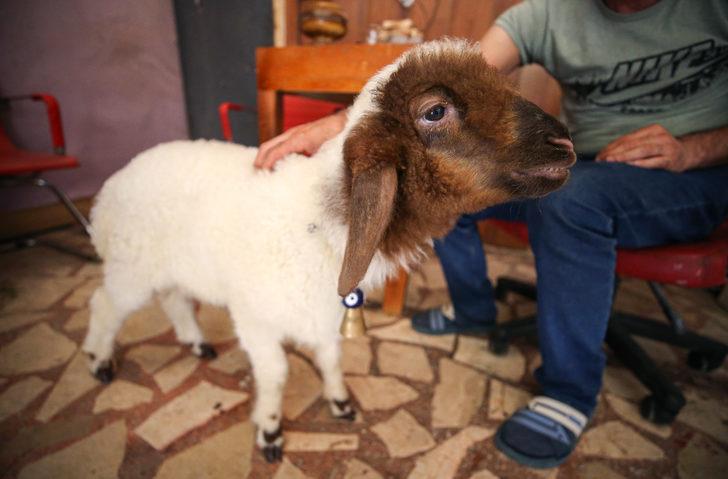 Mersin'de köpeği kaybolan marangoz, annesi ölen kuzuya sahip çıktı G4