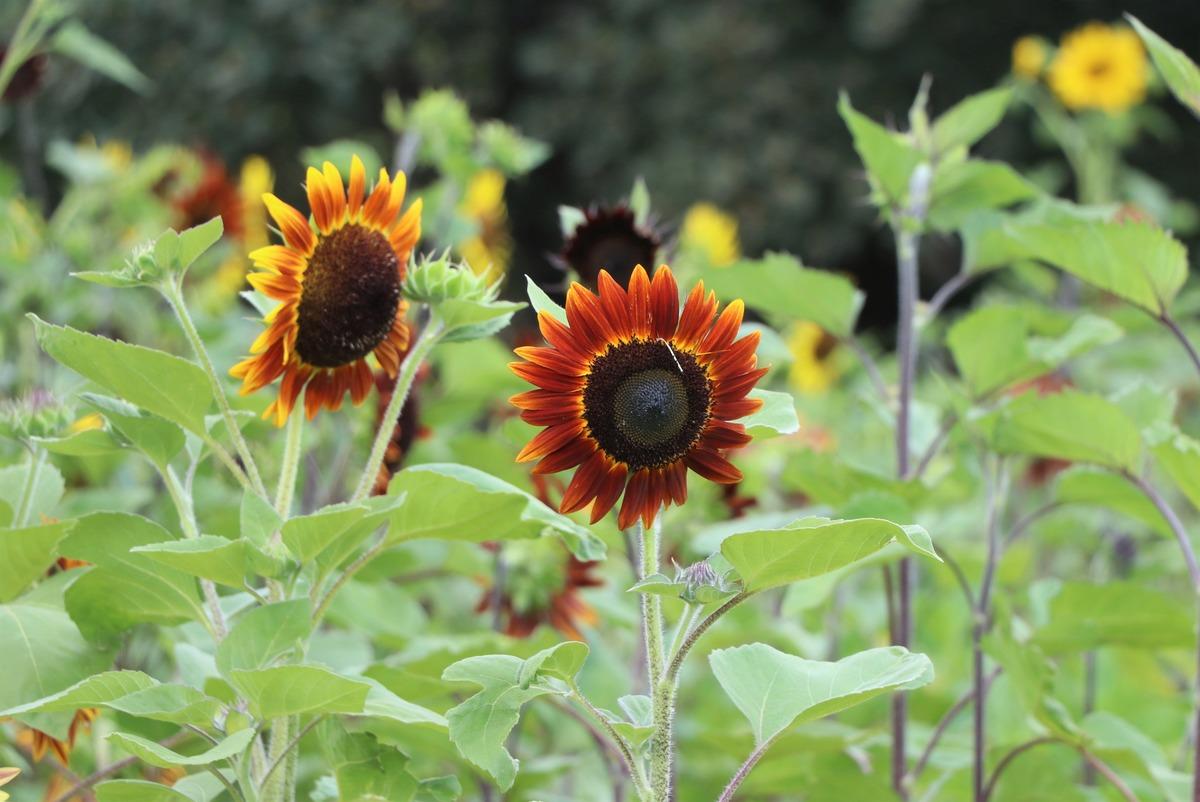 Edirne'de kırmızı ay&ccedil;i&ccedil;ekleri &ccedil;i&ccedil;ek a&ccedil;tı