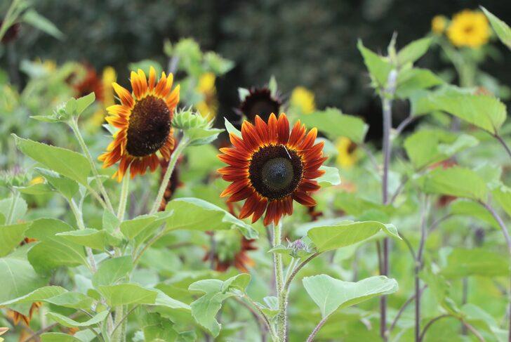 Edirne'de kırmızı ayçiçekleri çiçek açtı G1