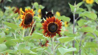 Edirne'de kırmızı ayçiçekleri çiçek açtı