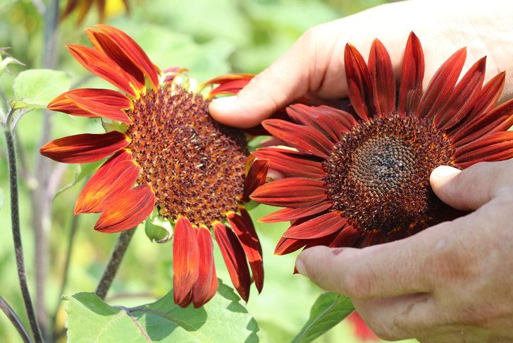 Edirne'de kırmızı ayçiçekleri çiçek açtı G2