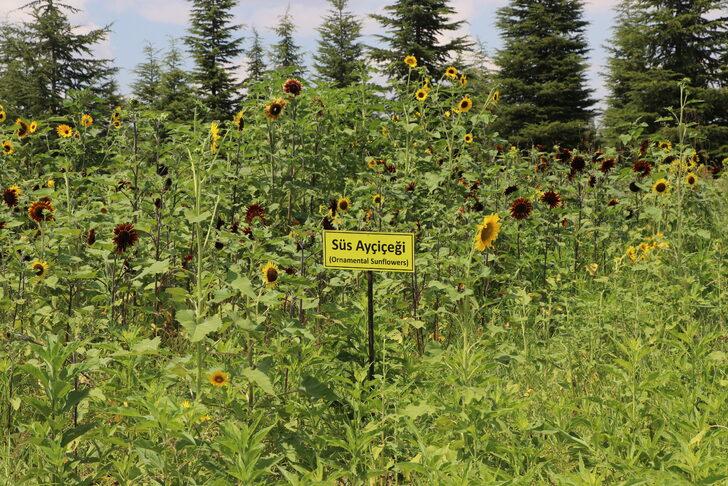 Edirne'de kırmızı ayçiçekleri çiçek açtı G3