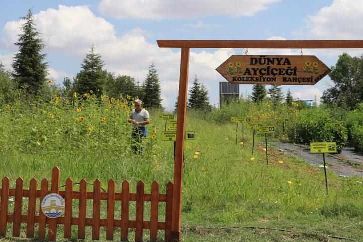 Edirne'de kırmızı ayçiçekleri çiçek açtı G4