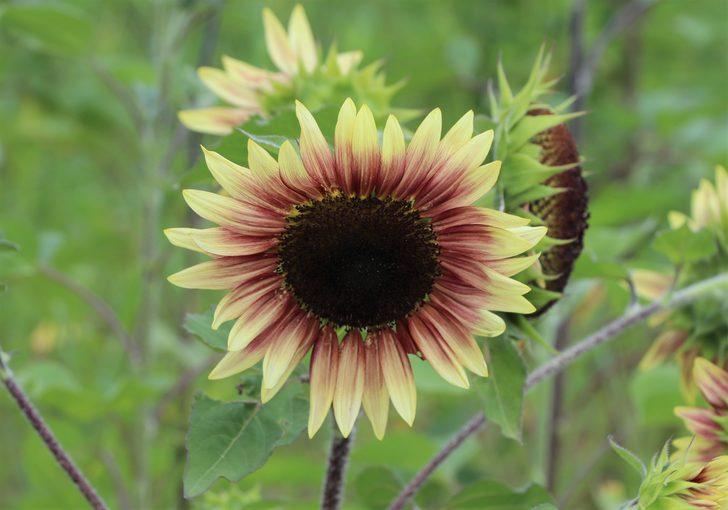 Edirne'de kırmızı ayçiçekleri çiçek açtı G5