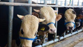 Son dakika: Et ve Süt Kurumu duyurdu: Satılamayan kurbanlıklar için flaş karar! 