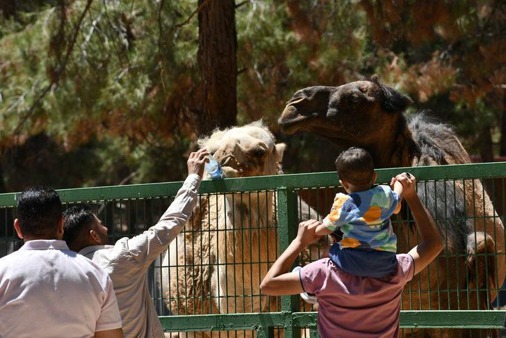 Gaziantep Hayvanat Bahçesi'nde bayram yoğunluğu G1