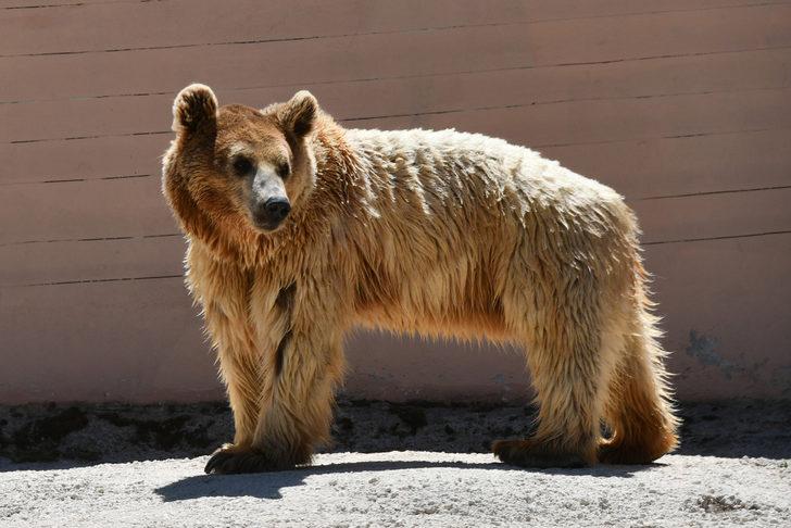 Gaziantep Hayvanat Bahçesi'nde bayram yoğunluğu G3