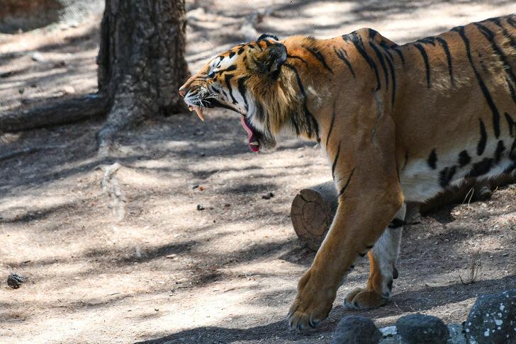 Gaziantep Hayvanat Bahçesi'nde bayram yoğunluğu G4