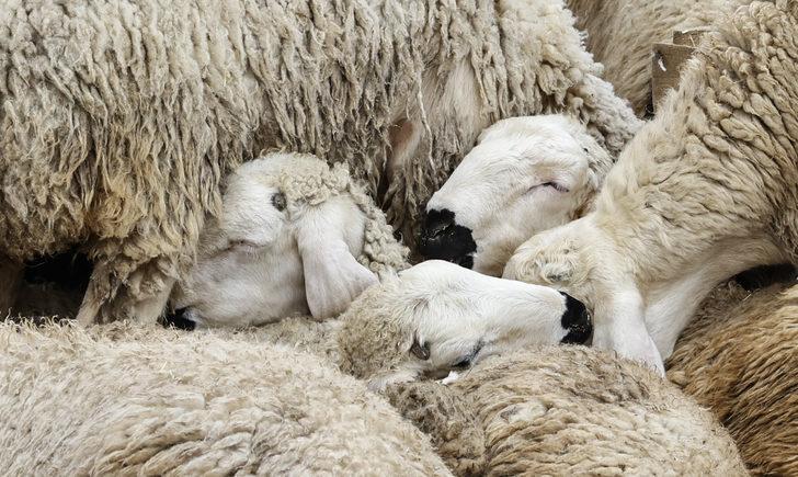 Ankara'da Kurban Bayramı'nın üçüncü gününde de kurbanlık alışveriş sürdü G5