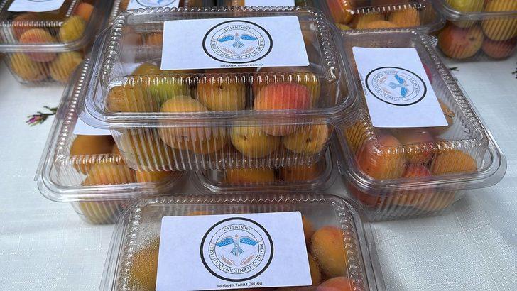 Isparta'da öğrenciler, okulun bahçesinde ilaç kullanmadan kayısı yetiştirdi G3