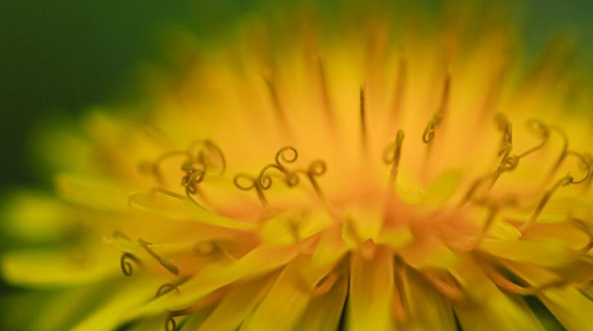 Kanser hücrelerini 48 saatte yok ediyor! Bilim insanları bu bitkiyi 'mucizevi' olarak adlandırıyor...