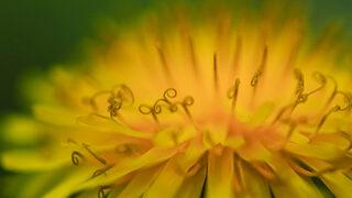 Kanser hücrelerini 48 saatte yok ediyor! Bilim insanları bu bitkiyi 'mucizevi' olarak adlandırıyor...