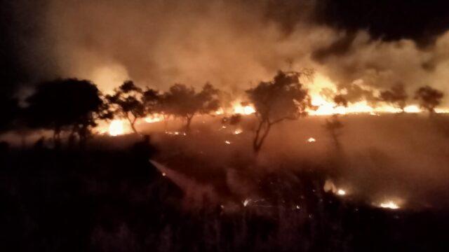 Muğla'da zeytinlik alanda çıkan yangın söndürüldü