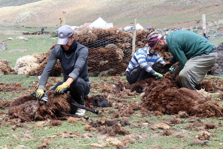 Yayladaki göçerler koyunlarını imece usulü kırkıyor G1